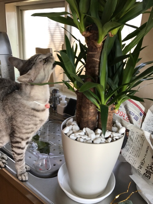 憧れの観葉植物_d0355333_11355452.jpg