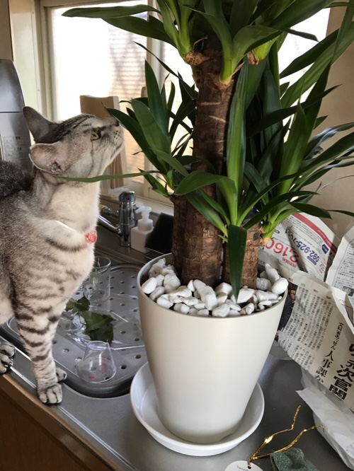 憧れの観葉植物_d0355333_11355453.jpg