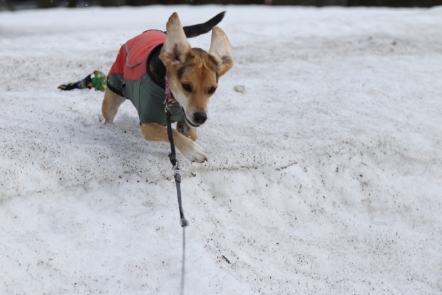 何故こんなに雪が好き？_b0031538_22265851.jpg