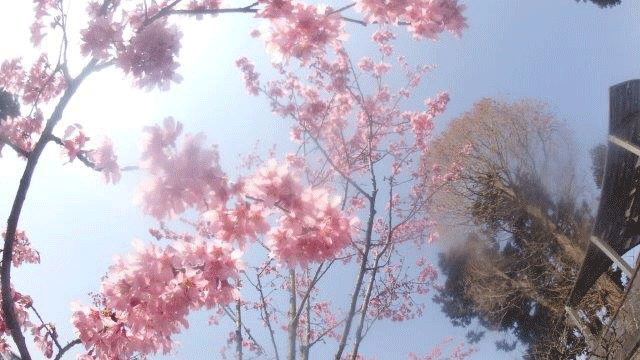 e0371039_18494477.gif