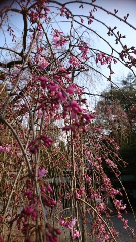 良い学び_e0277143_12415634.jpg