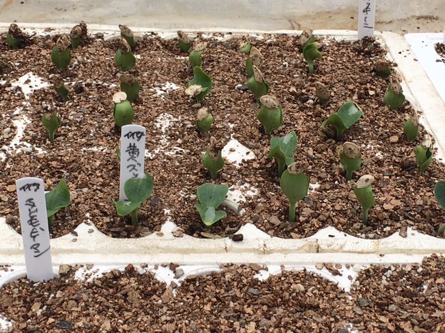 苗床でズッキーニ　カボチャの種発芽し始めました_c0222448_12052612.jpg