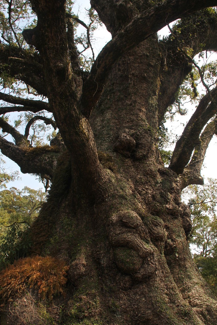 【蒲生八幡神社】　　日本一の巨樹・蒲生の大楠_c0011649_20144744.jpg