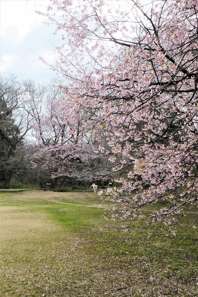 城址公園のオオカンザクラ_b0236251_11134599.jpg