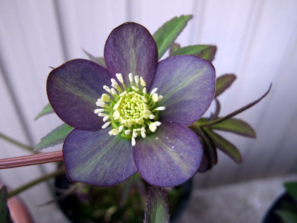 c0147952_21471968.jpg