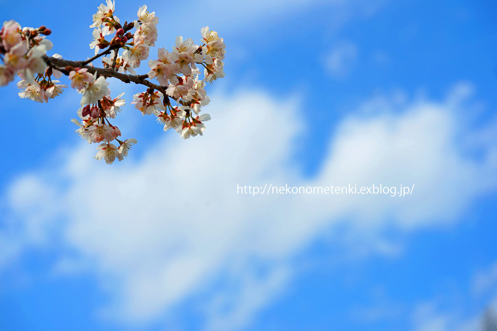 彼岸桜 - ねこの目天気。