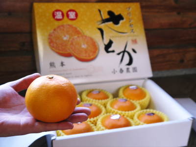 究極の柑橘「せとか」 リピート購入続出の大好評!数量限定のため早い者勝ち!まもなく完売となる商品も!_a0254656_18212723.jpg