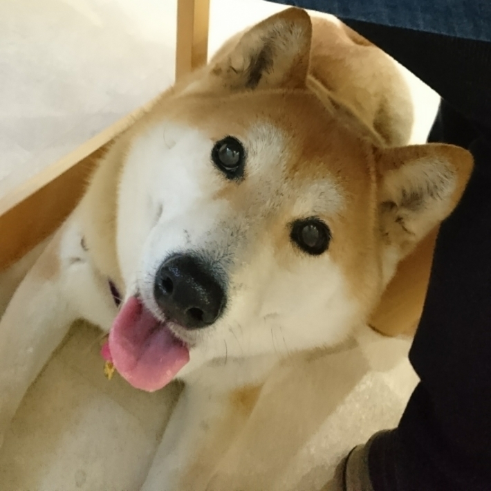3月23日(木)…ヨガ&犬との暮らし方教室_d0256356_06171883.jpg
