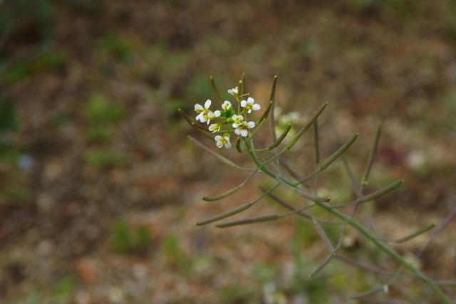 保育園の花壇、紫鷺苔、西洋実桜、マツバウンラン、タネツケバナ、キュウリグサ、ホトケノザ、ノエンドウ_a0030958_23403794.jpg