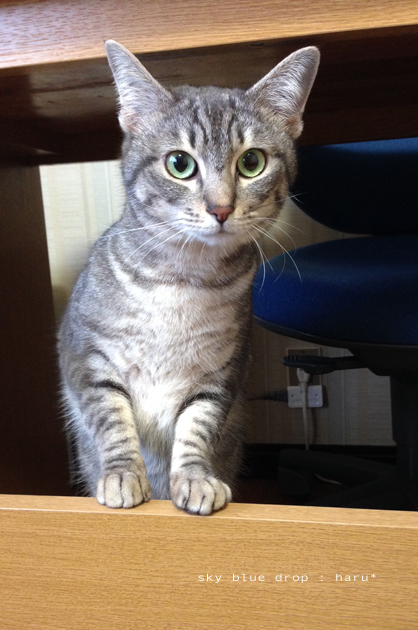 おまんたせいたしました Sky Blue Drop 14ニャンズトネコハウス