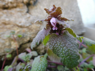 e0046477_20345849.jpg