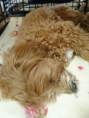 スヤスヤ…💤_f0357682_12565781.jpg