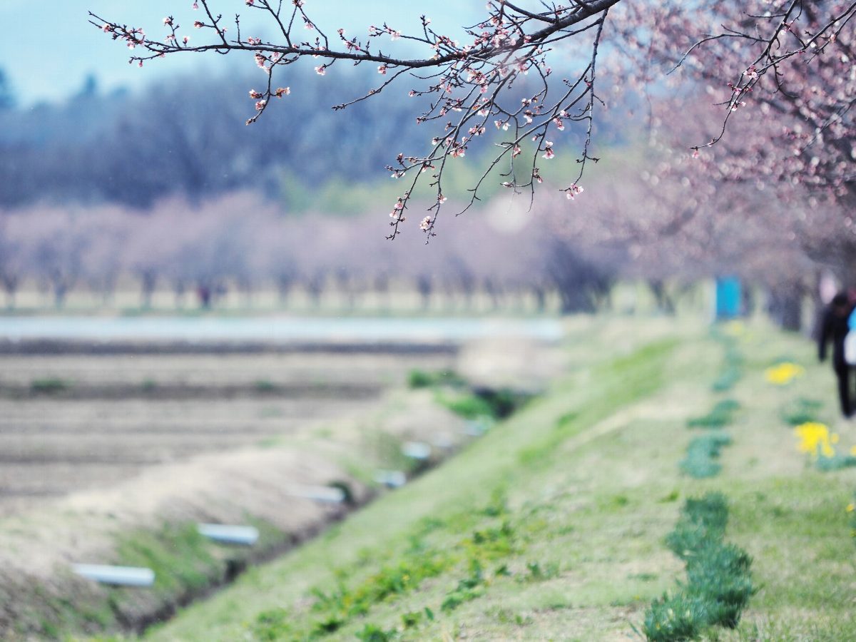 北浅羽の桜並木_f0364086_21123557.jpg