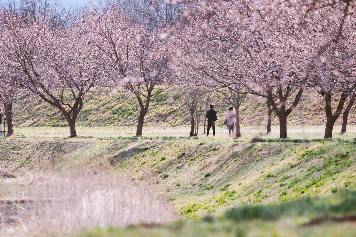 北浅羽の桜並木_f0364086_21123721.jpg