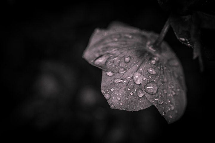 雨中の春_d0353489_10182829.jpg