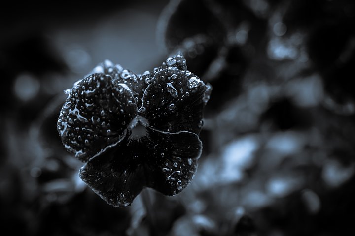 雨中の春_d0353489_1020498.jpg