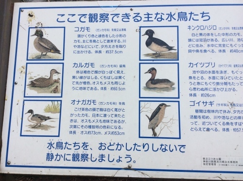 ぶらり横浜　その８　県立　三ツ池公園　その３_e0021092_12200002.jpg