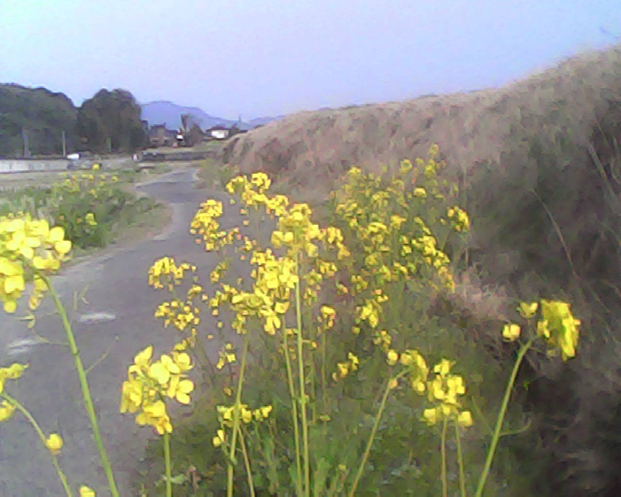 a0335493_21575844.jpg
