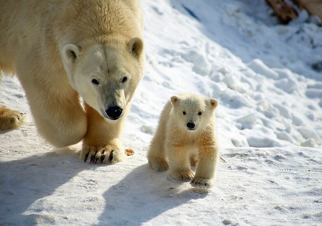 ロシア北東部・サハ共和国、ヤクーツク動物園で誕生の赤ちゃんが屋外に登場 ～ 早々と6～7月に移動の予定_a0151913_14553790.jpg