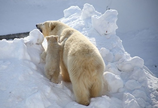 ロシア北東部・サハ共和国、ヤクーツク動物園で誕生の赤ちゃんが屋外に登場 ～ 早々と6～7月に移動の予定_a0151913_1644442.jpg