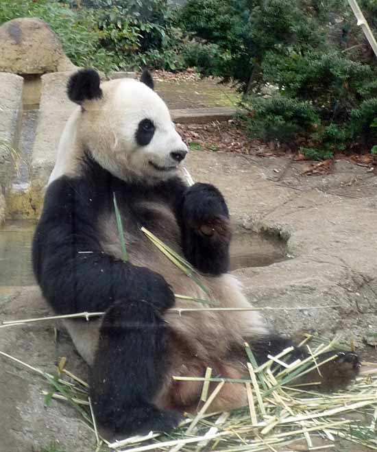 上野動物園_c0009413_20490473.jpg