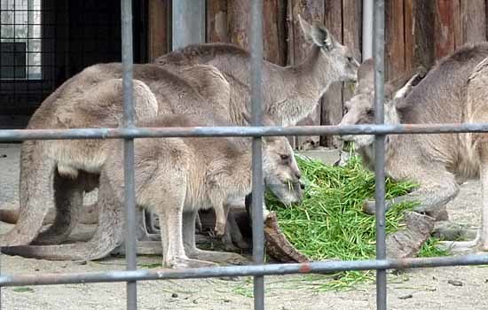 上野動物園_c0009413_20511614.jpg