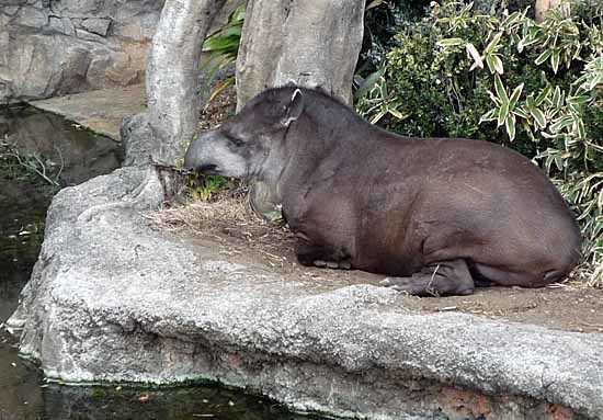 上野動物園_c0009413_20513919.jpg