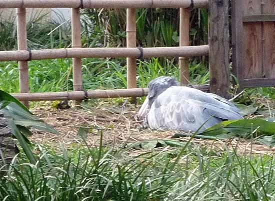 上野動物園_c0009413_20533898.jpg