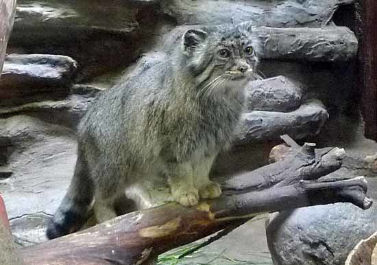 上野動物園_c0009413_21071080.jpg