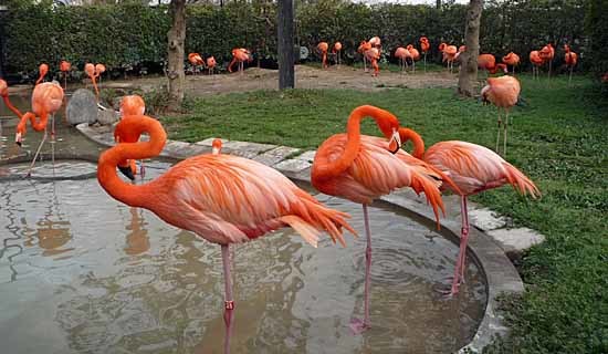 上野動物園_c0009413_21092150.jpg