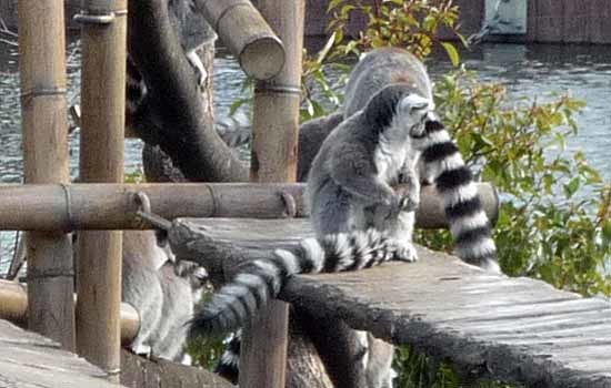 上野動物園_c0009413_21094720.jpg