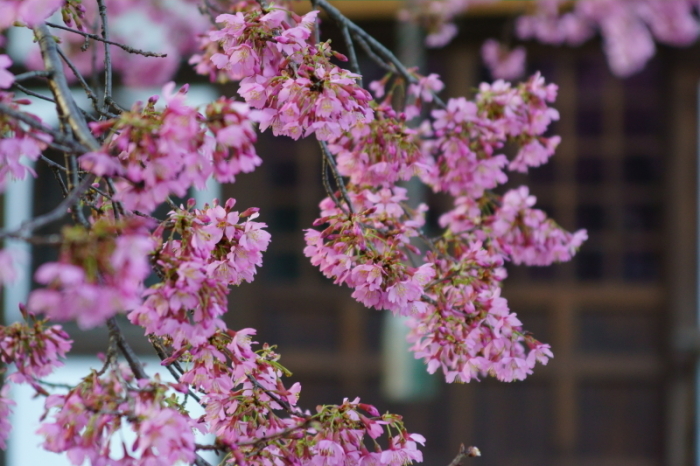 長徳寺のおかめ桜_e0177413_19515907.jpg