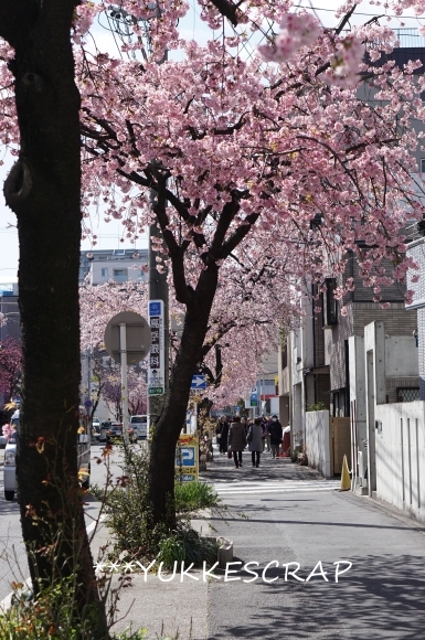 一足早い名古屋のお花見　~白壁の文化のみち周辺～_d0348118_13395752.jpg