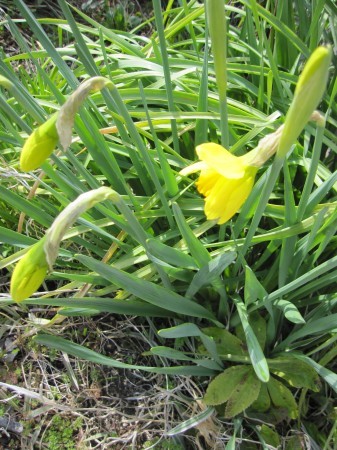 日本水仙とキバナ水仙 花の自由旋律