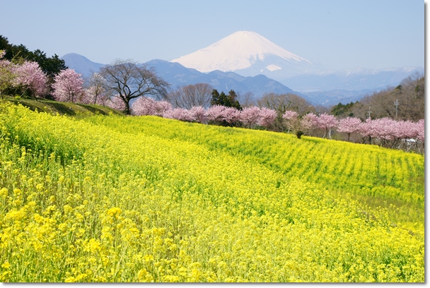 富士山　菜の花　春めき桜_c0284923_9412071.jpg