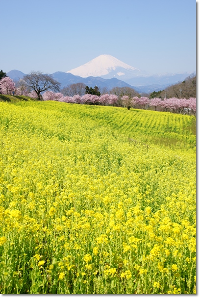 富士山　菜の花　春めき桜_c0284923_9491933.jpg