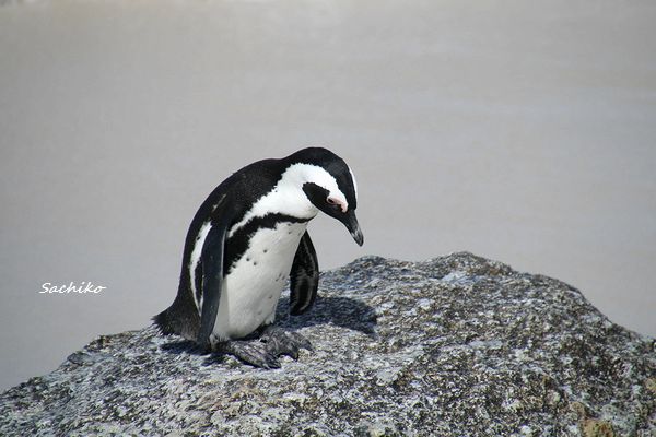 ～アフリカペンギン（南アフリカの旅8）～_f0373033_17285567.jpg