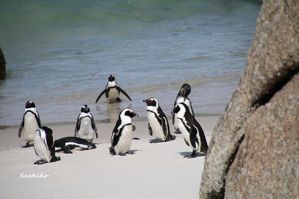 ～アフリカペンギン（南アフリカの旅8）～_f0373033_17295382.jpg