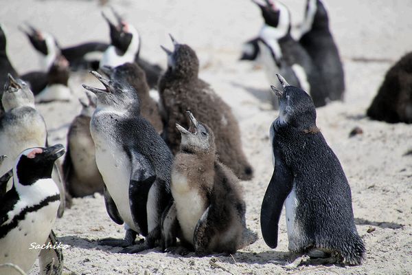 ～アフリカペンギン（南アフリカの旅8）～_f0373033_17301284.jpg