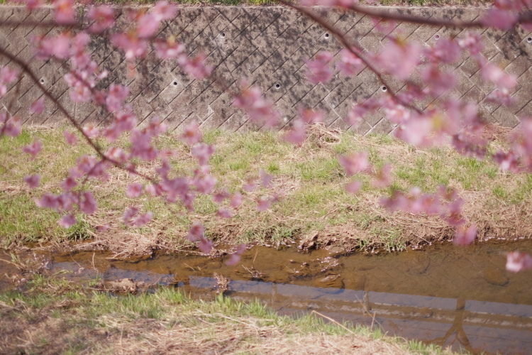 花見じゃ(^-^) _f0049142_19233659.jpg