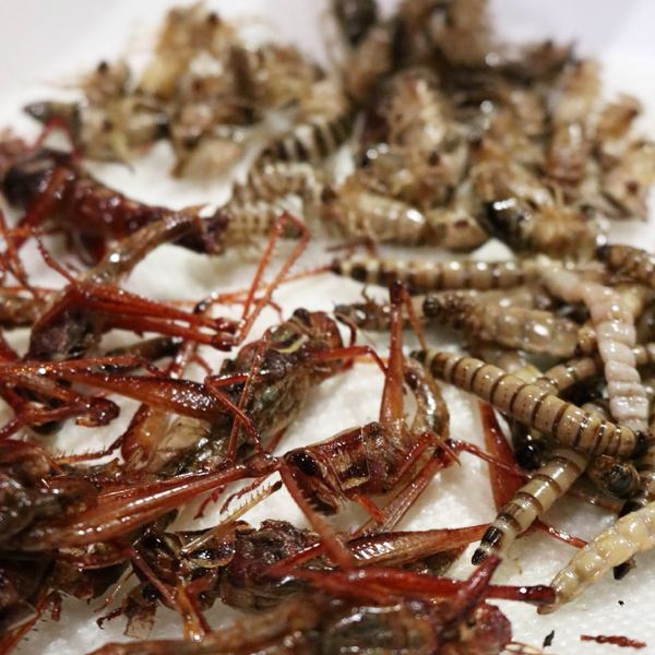 いろんな虫をたくさん食べてみた感想_c0060143_22250406.jpg