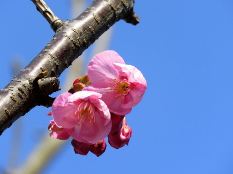 雨上がり　桜_b0154148_14235778.jpg