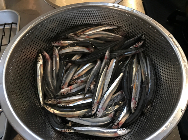 五島産 きびなご 1kg 煩々 ぼんぼん