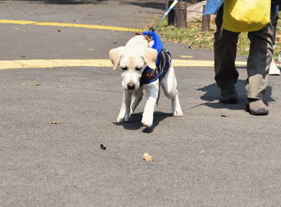 e0364056_1313713.gif