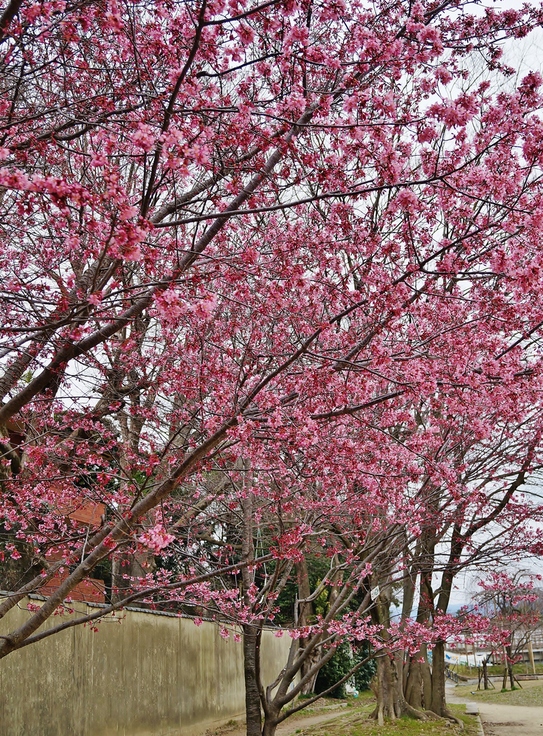 京の超早咲き桜を求めて（８）いぼ桜　＠賀茂大橋西詰の鴨川河川敷_b0063958_1935495.jpg