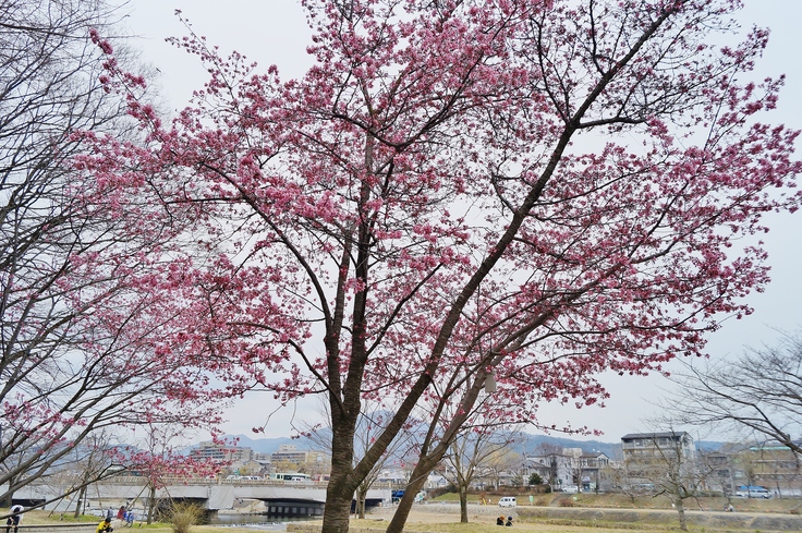 京の超早咲き桜を求めて（８）いぼ桜　＠賀茂大橋西詰の鴨川河川敷_b0063958_1937792.jpg