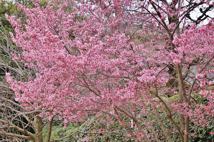 京の超早咲き桜を求めて（８）いぼ桜　＠賀茂大橋西詰の鴨川河川敷_b0063958_19381679.jpg