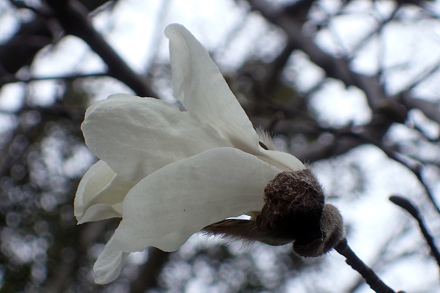 2017.3.23見沼自然公園_f0131669_08140240.jpg