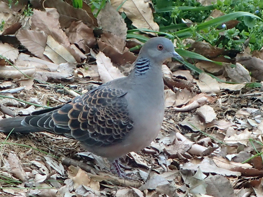 2017.3.23見沼自然公園_f0131669_08194012.jpg