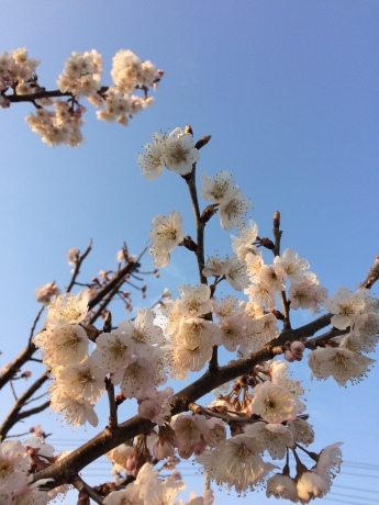 もう咲いてたよ!_d0165772_22441429.jpg